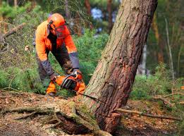 Best Lot and Land Clearing  in Granger, WA